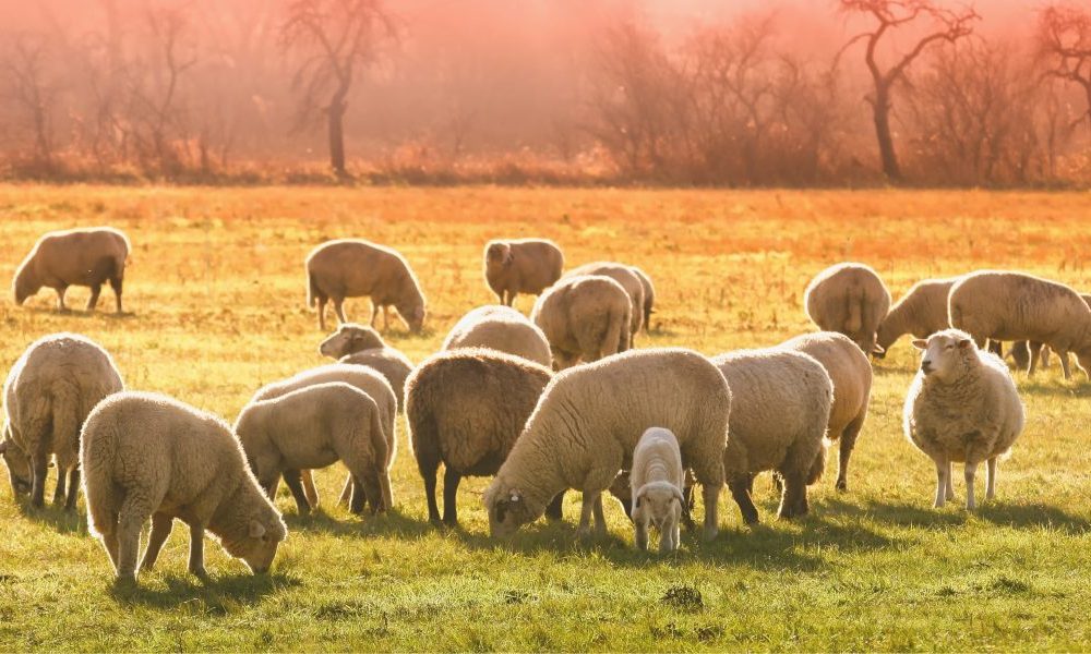 animali al pascolo in un campo